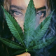 Illustration for article titled How in Israel earn on cannabis flowers